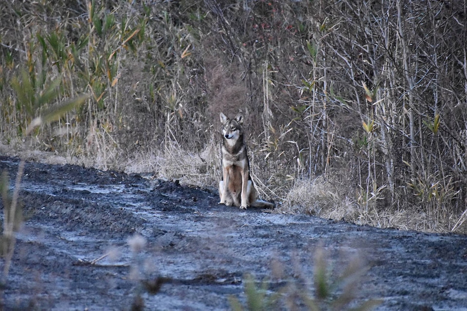Red wolf on refuge-6