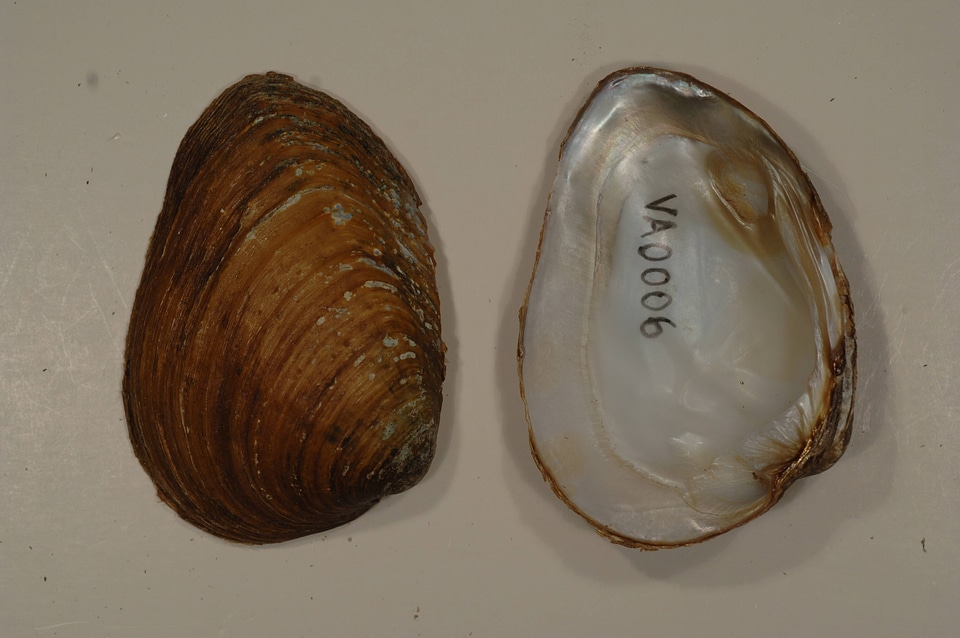 Pleuronaia dolabelloides-5