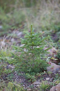 Red spruce restoration planting-1 photo