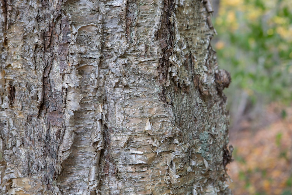 Yellow birch tree-1