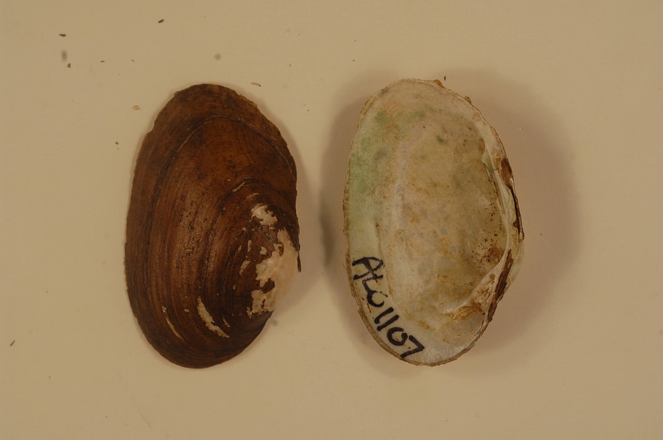 Ptychobranchus foremanianus-3