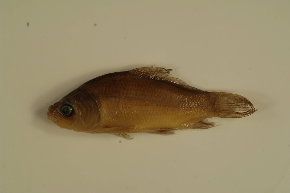 Ictiobus cyprinellus-8