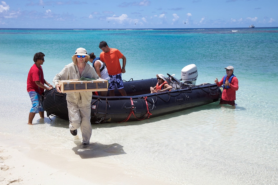 Nihoa Millerbird Translocation-15
