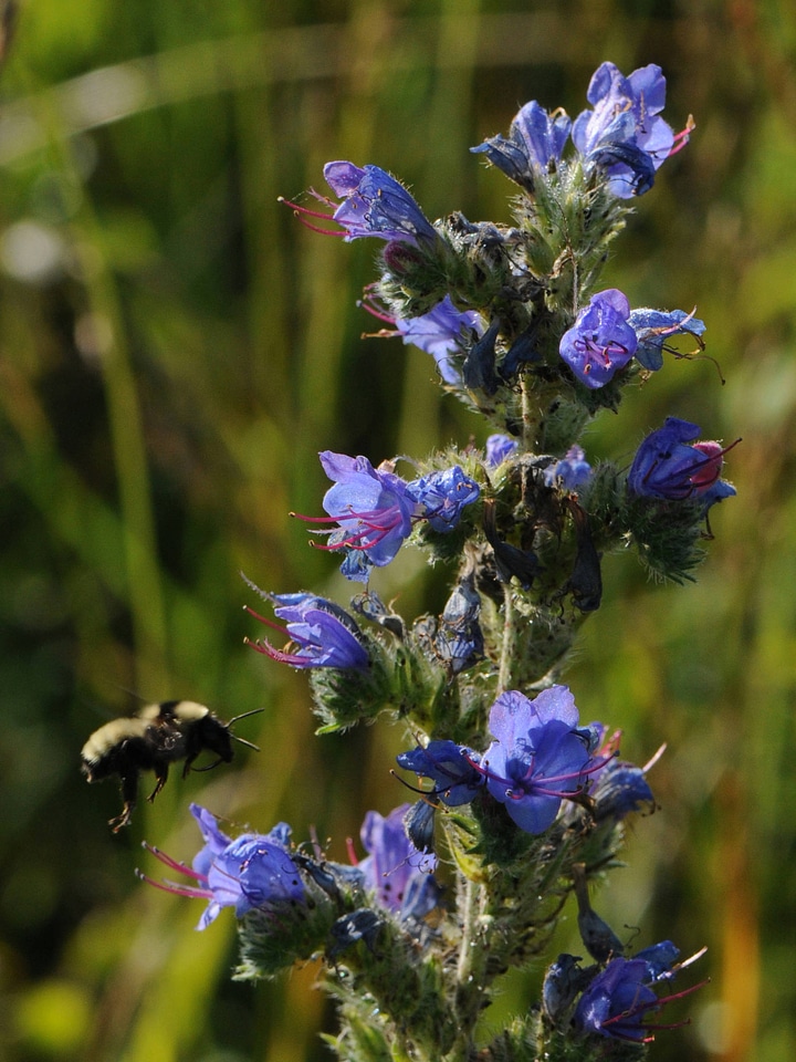 Bee landing on Blueweed