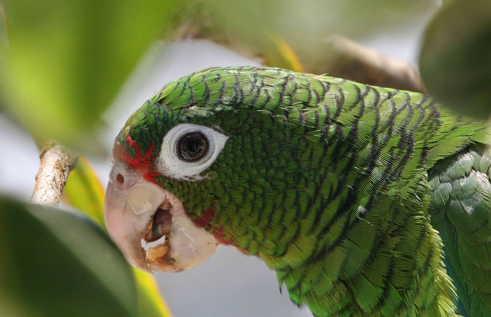 Endangered Puerto Rican Parrot 