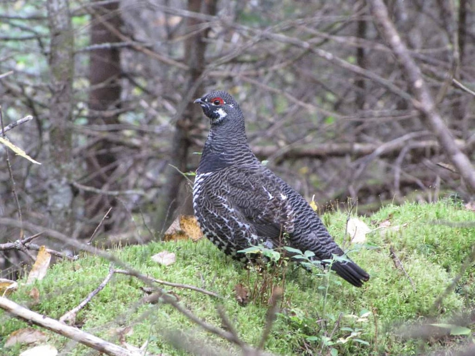 Male Spruce grouse