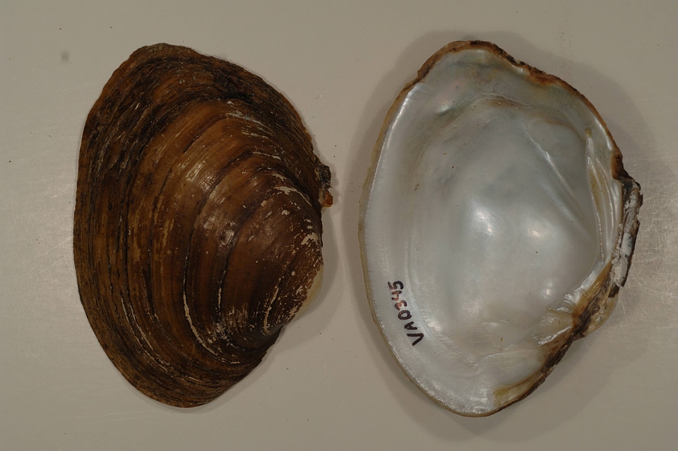 Lampsilis ovata-1