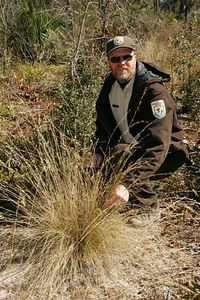 Native wire grass-2