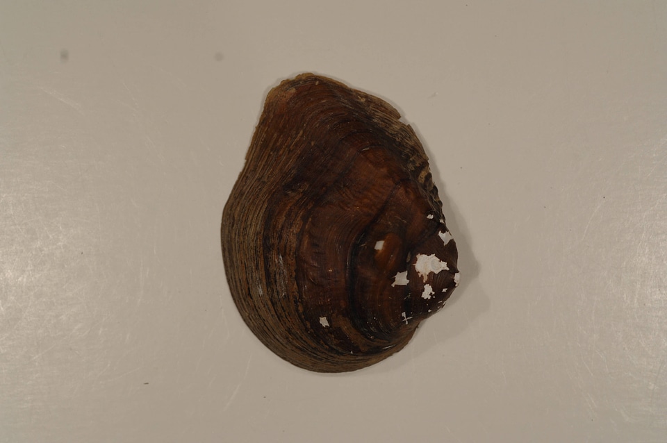 Obliquaria reflexa (outside)-2