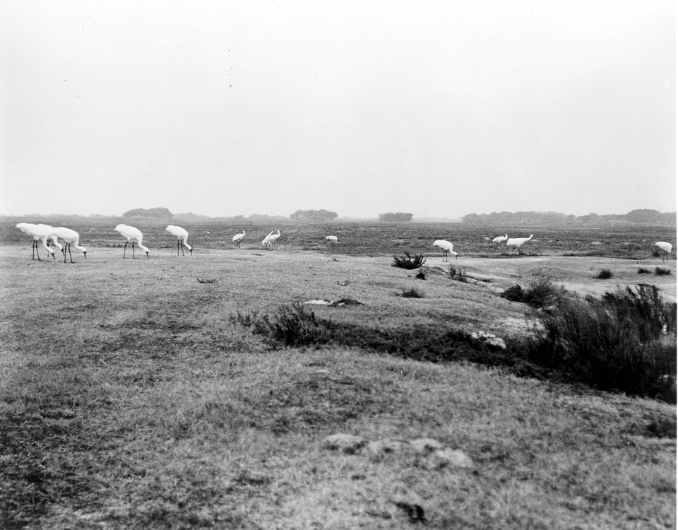 Whooping Cranes at Aransas National Wildlife Refuge-3