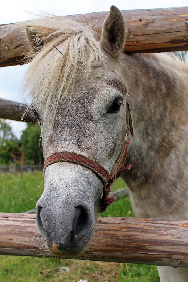 Pony mane eyes