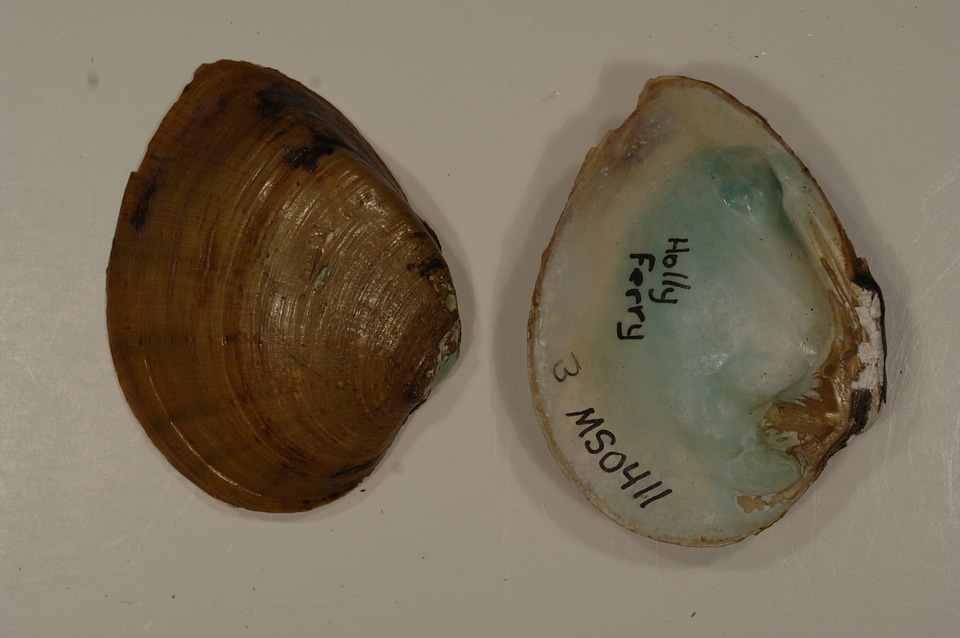 Ellipsaria lineolata-4