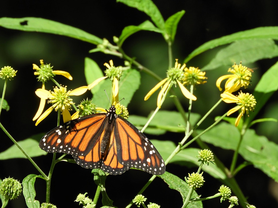 Monarch butterfly -8