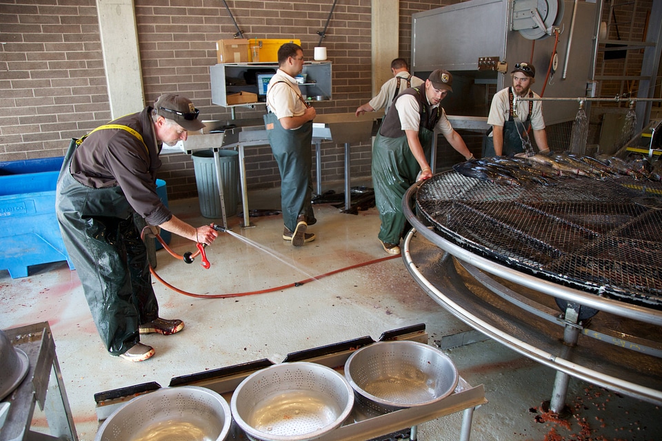 Service employees with spawning equipment-3