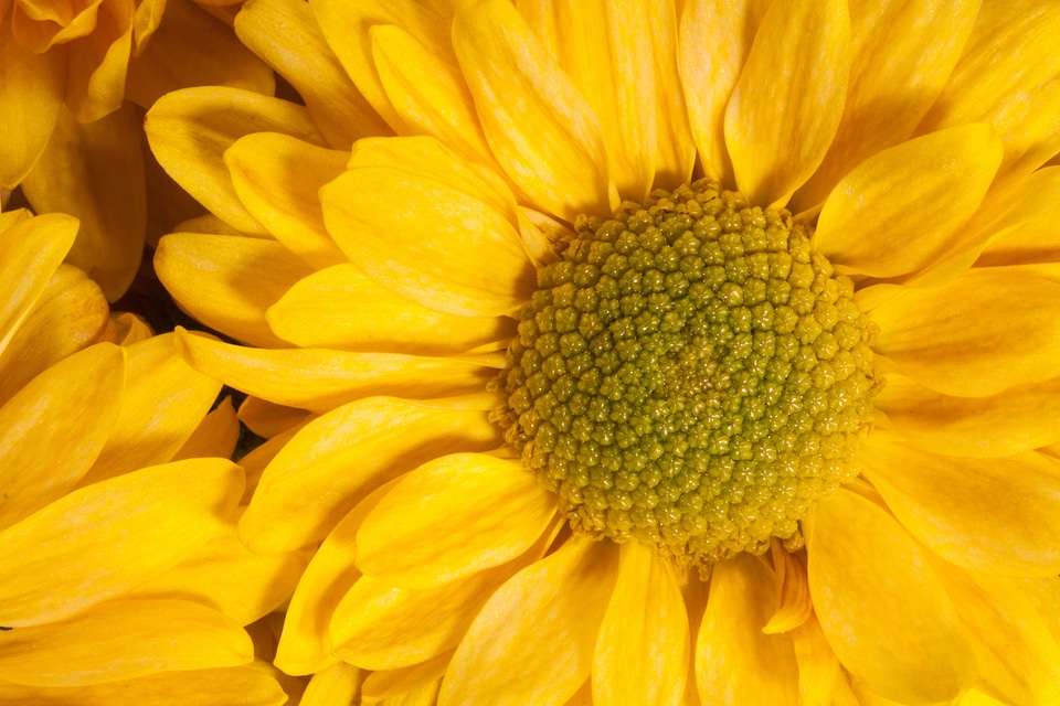 Basket shaped naturopathy yellow