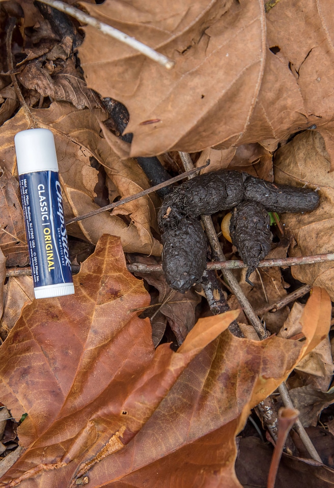 Beaver scat on leaves