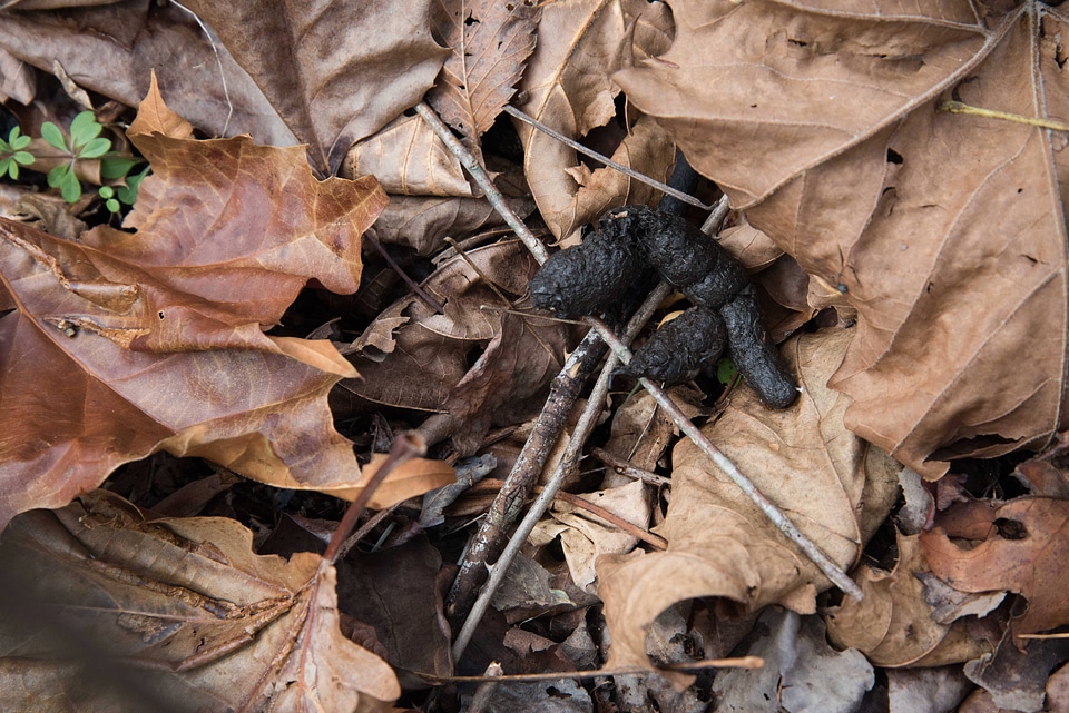 Beaver scat on leaves-1