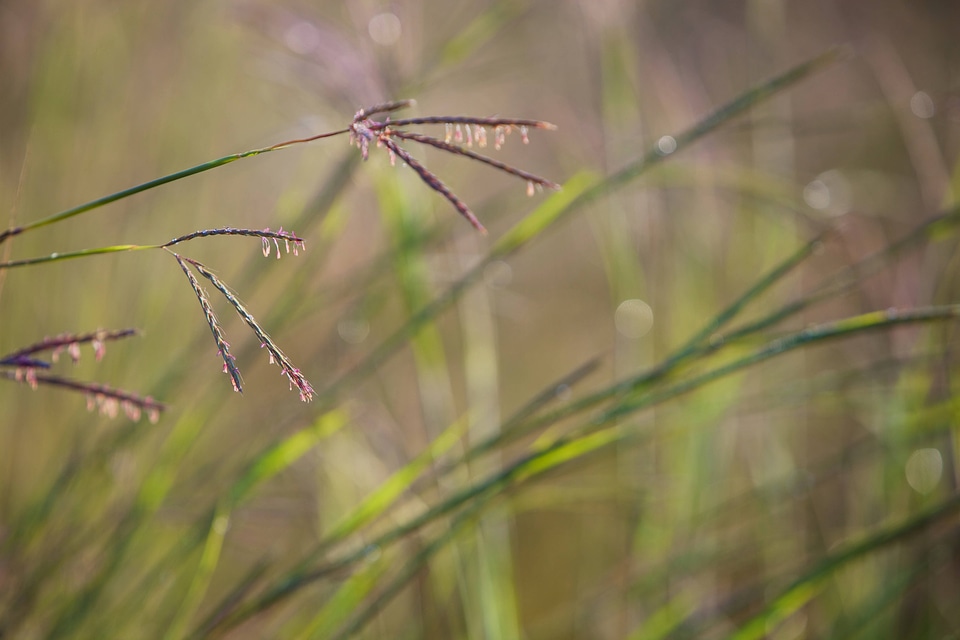 Big Bluestem Grass-3