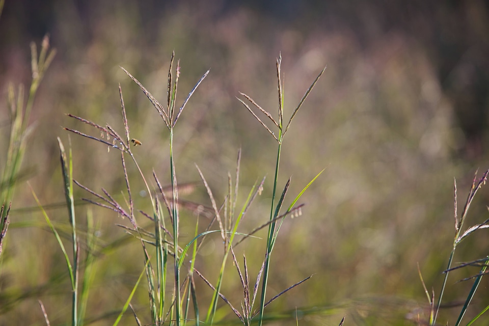 Big Bluestem Grass-1