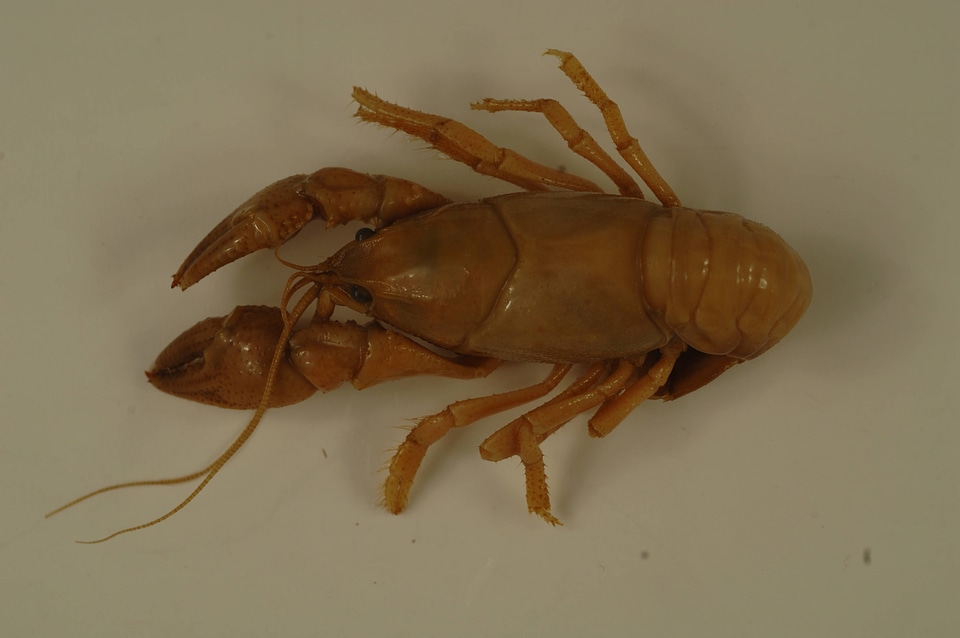 Cambarus (c.f.) distans