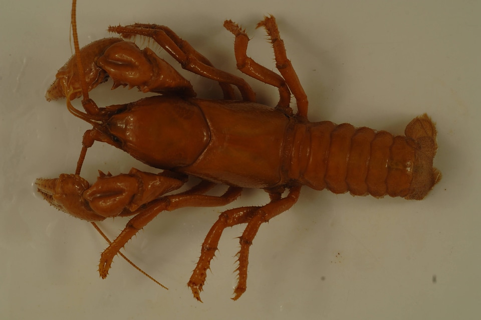 Cambarus (c.f.) dubius