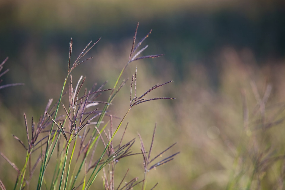 Big Bluestem Grass-2