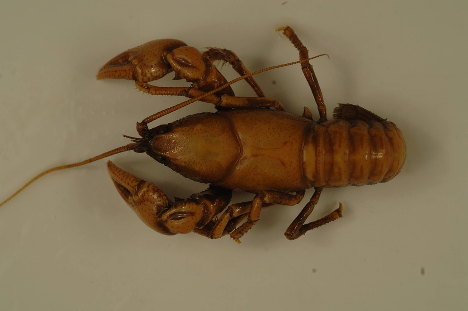 Cambarus bartonii cavatus