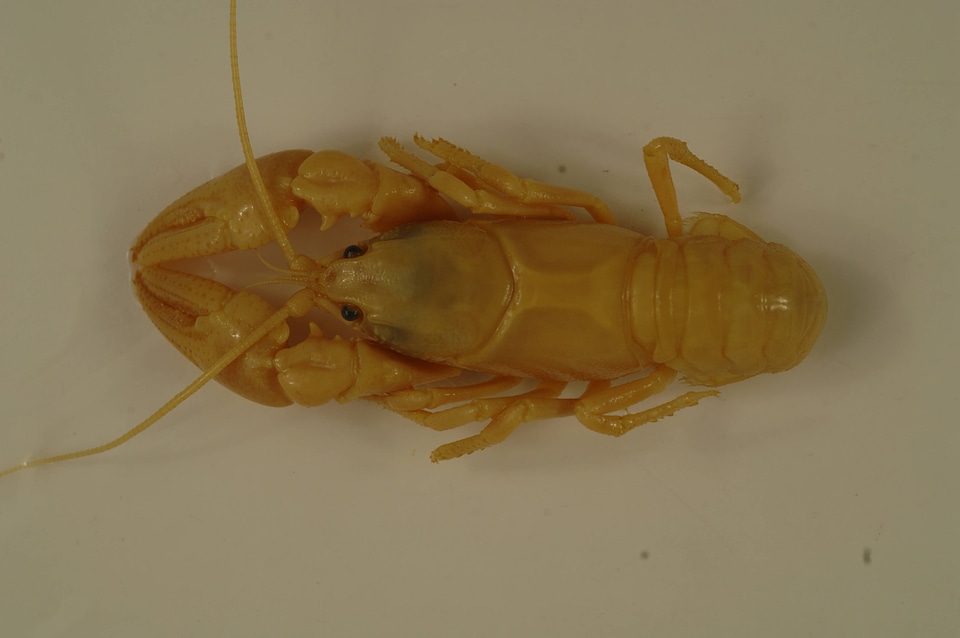 Cambarus carinirostris
