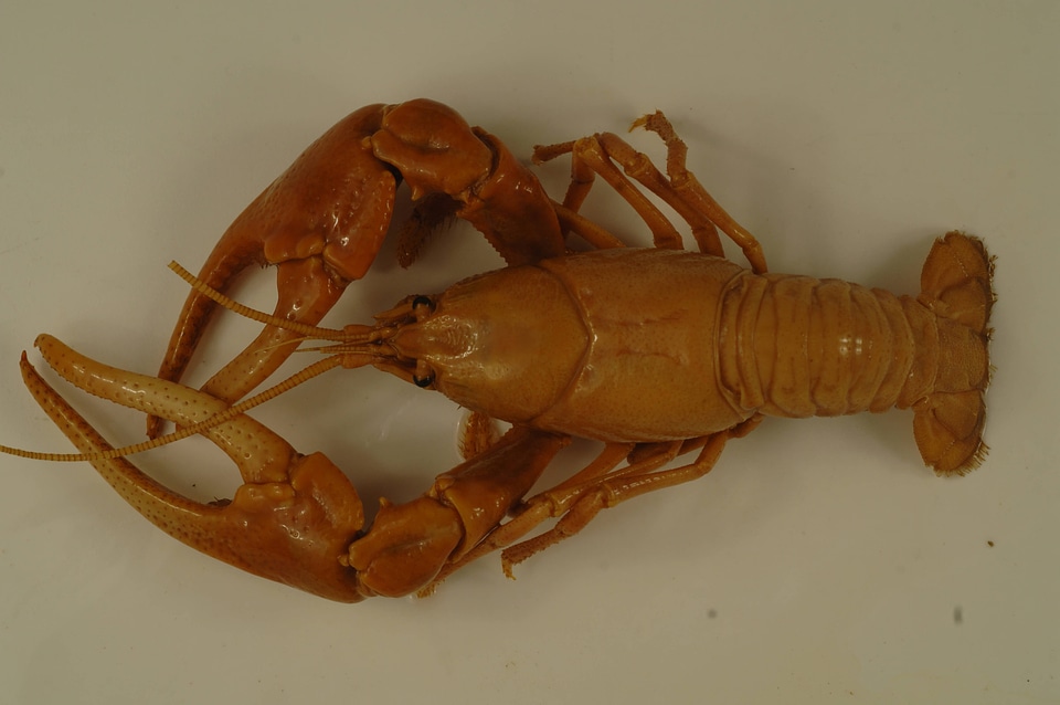 Cambarus chasmodactylus