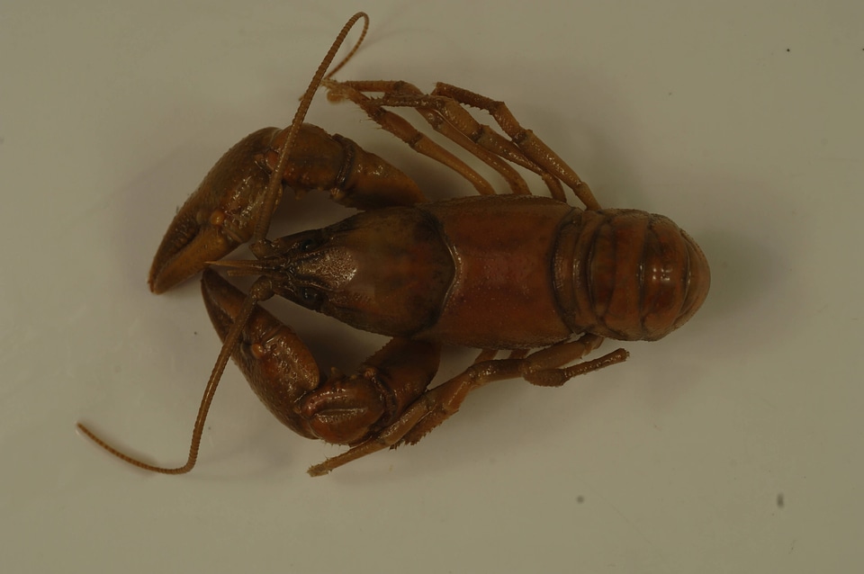 Cambarus hatfieldi