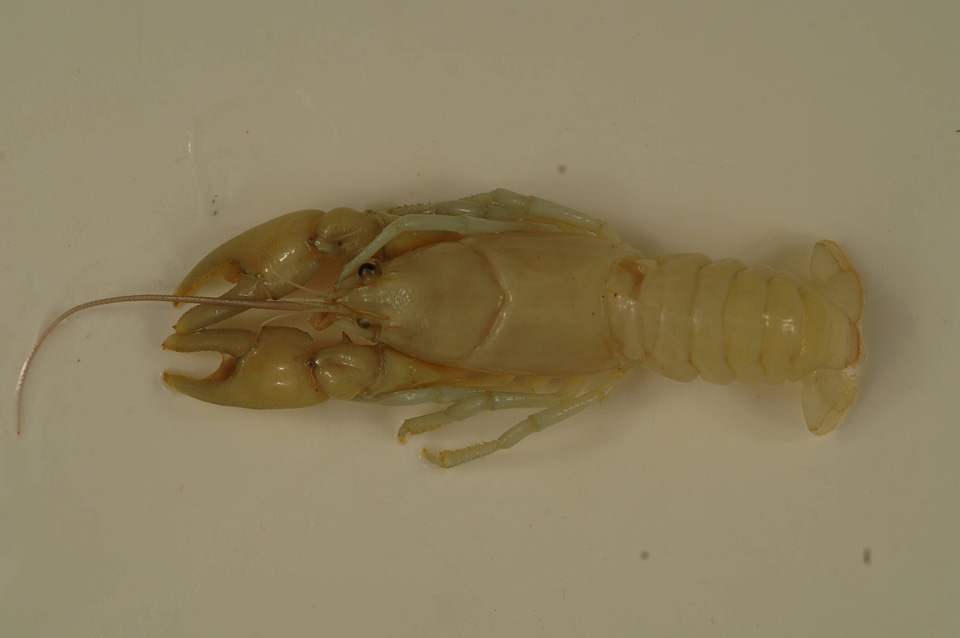 Cambarus longirostris