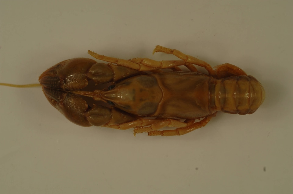 Cambarus ludovicianus