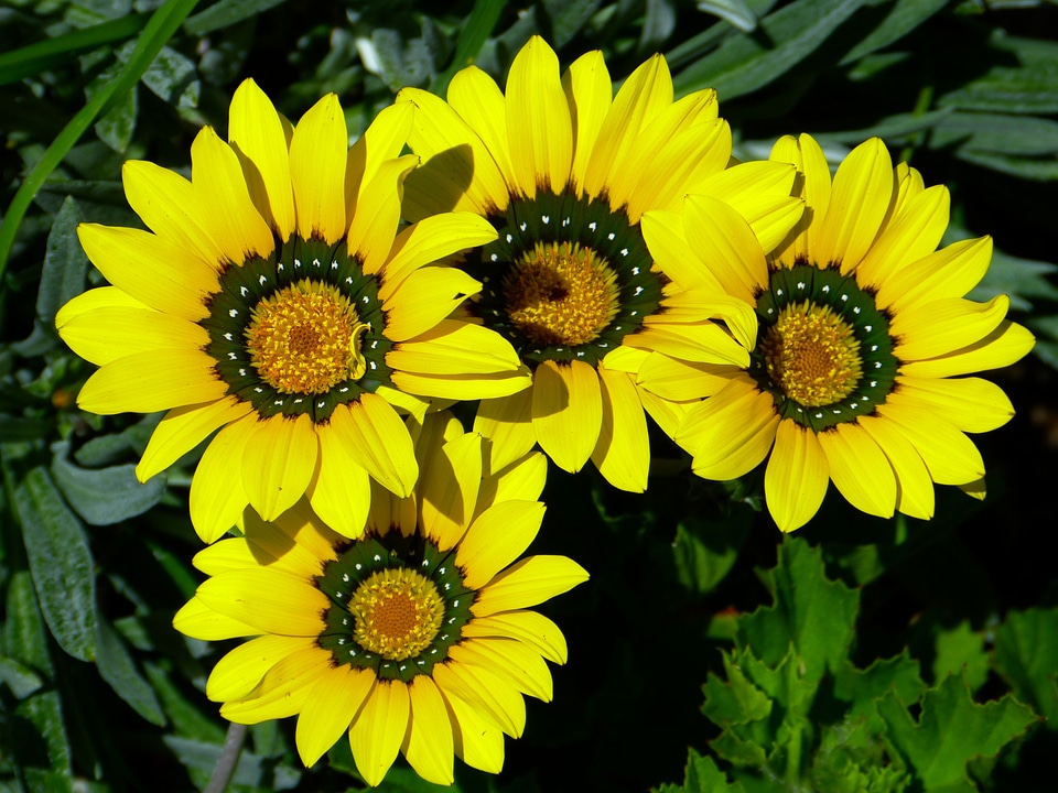 Paternoster shrub composites yellow