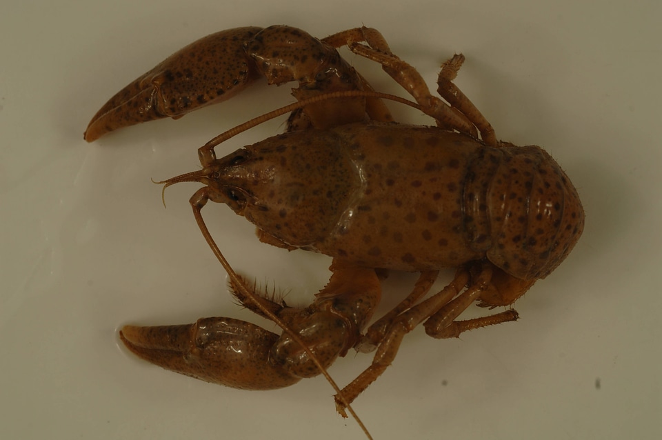 Cambarus maculatus