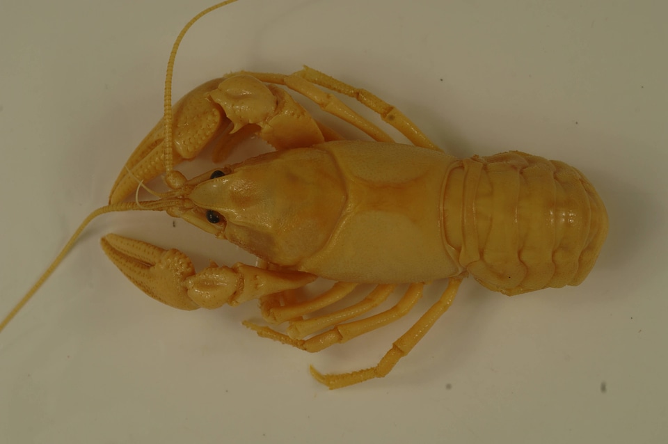 Cambarus robustus A