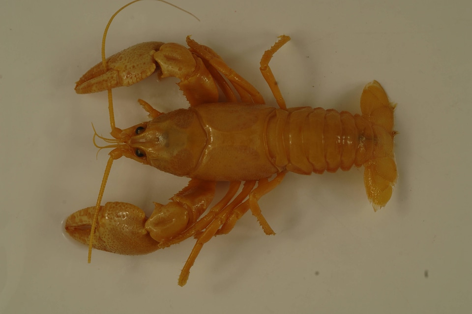 Cambarus rusticiformis