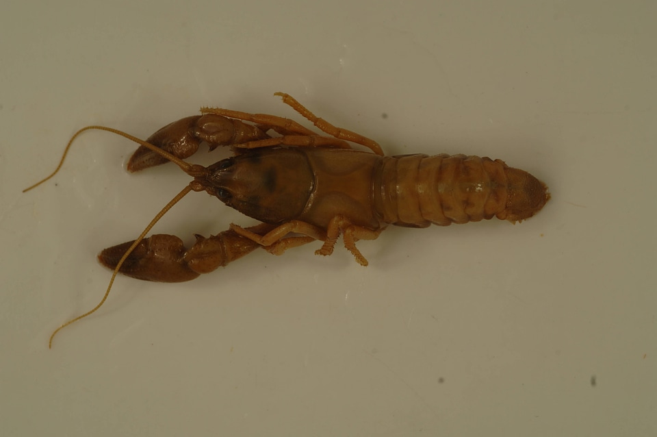 Cambarus sphenoides