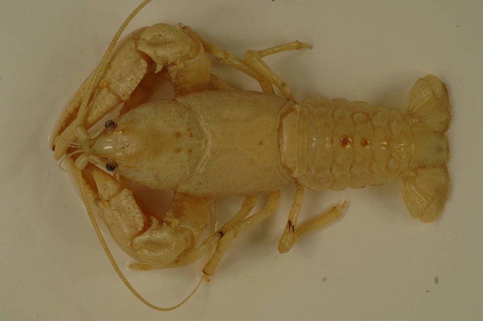 Cambarus theepiensis