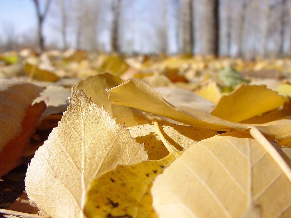 Macro autumn listopad