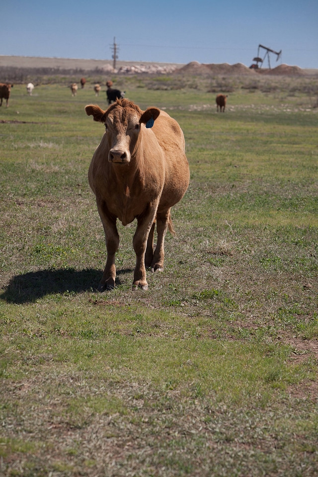 Cattle ranch