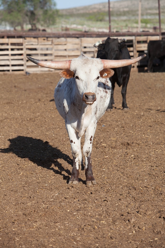 Cattle ranch-16
