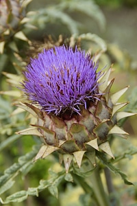 Bloom plant healthy