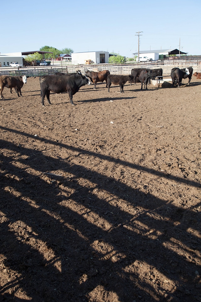 Cattle ranch-26