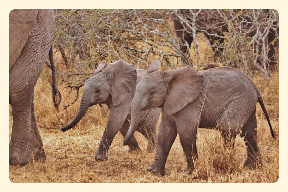Serengeti national park tanzania africa