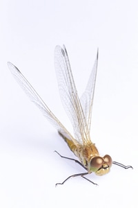 Dragonfly-237