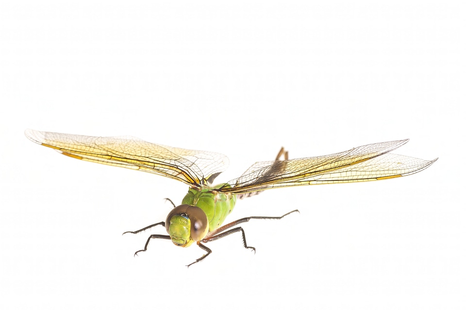 Dragonfly-240