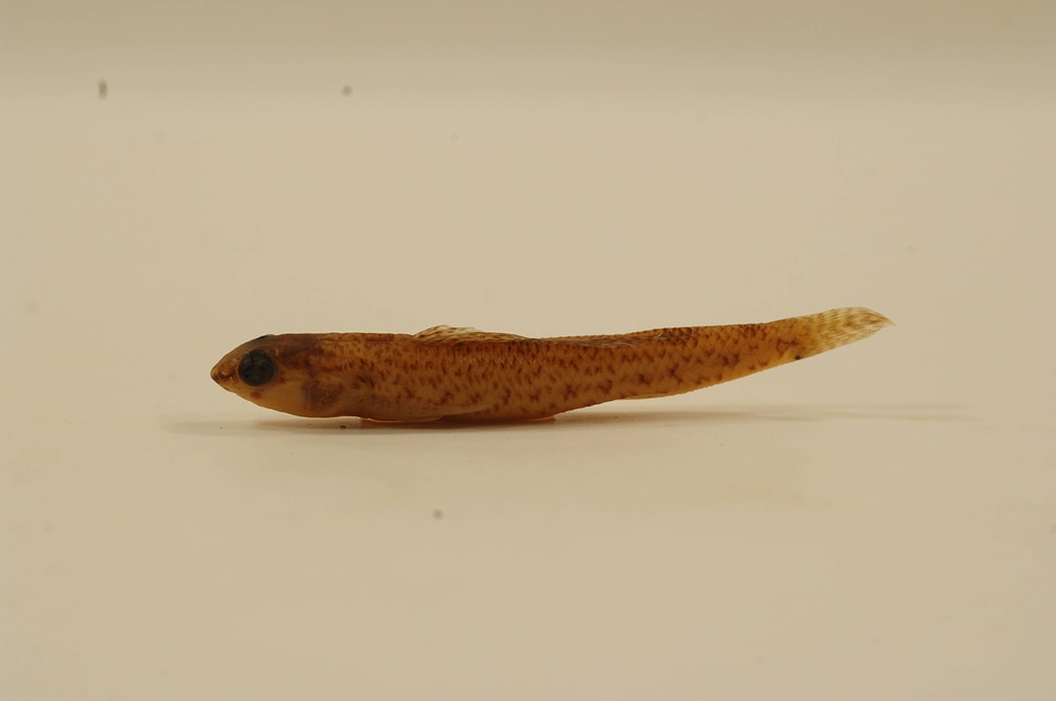 Etheostoma nigrum-90