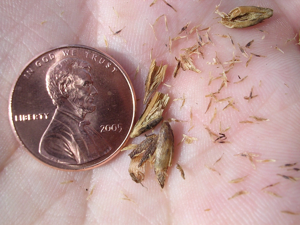 Schwalbea americana--Chaffseed