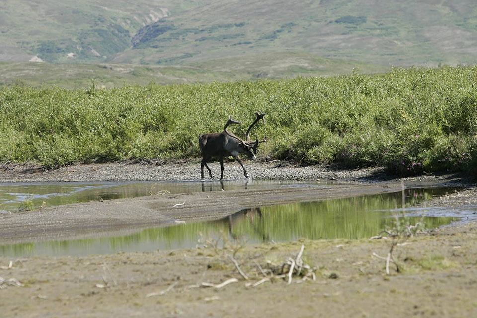 Togiak National Wildlife Refuge-1
