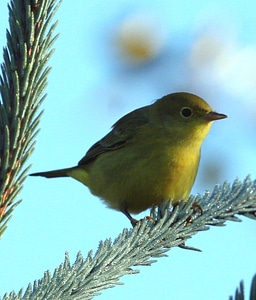 Yellow Warbler-1 photo
